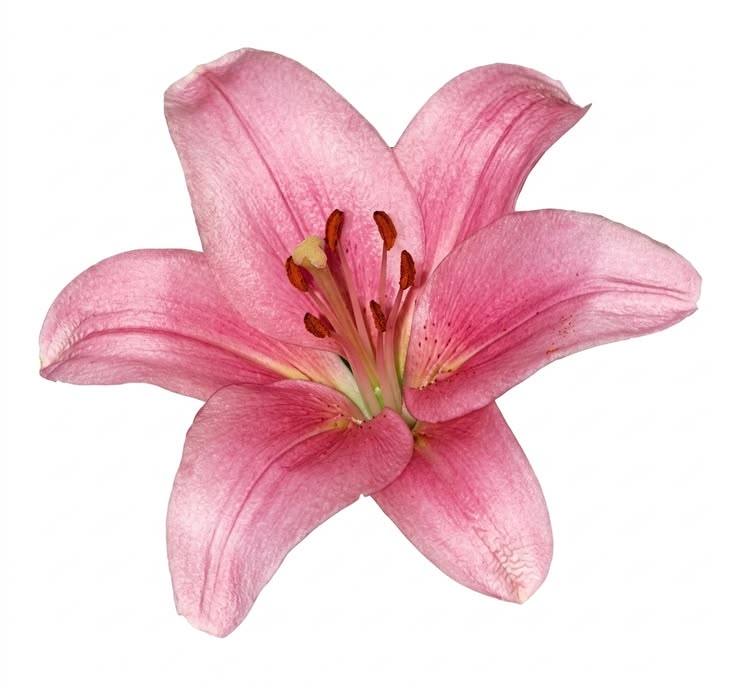 Customized floral designs